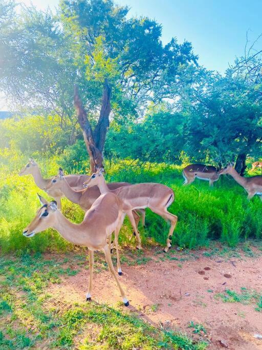 Wildheart Safari - Zesty Zebra Leilighet Hoedspruit Eksteriør bilde