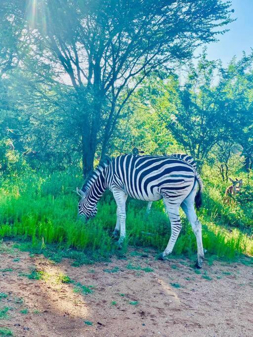 Wildheart Safari - Zesty Zebra Leilighet Hoedspruit Eksteriør bilde