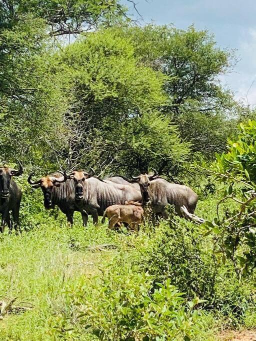 Wildheart Safari - Zesty Zebra Leilighet Hoedspruit Eksteriør bilde