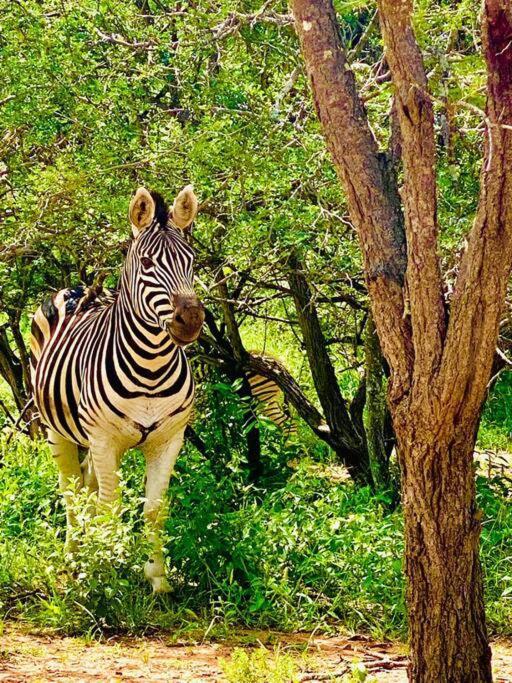 Wildheart Safari - Zesty Zebra Leilighet Hoedspruit Eksteriør bilde