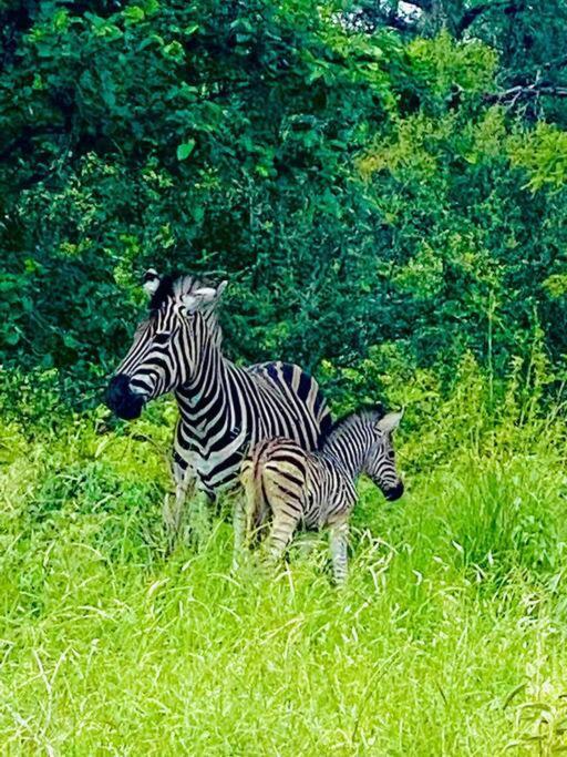 Wildheart Safari - Zesty Zebra Leilighet Hoedspruit Eksteriør bilde